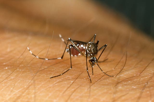 <p>Experts say an additional 4.7 billion people around the world predicted to be at risk of malaria and dengue by 2100</p>