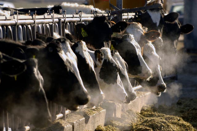 <p>Farming in Britain is under threat </p>
