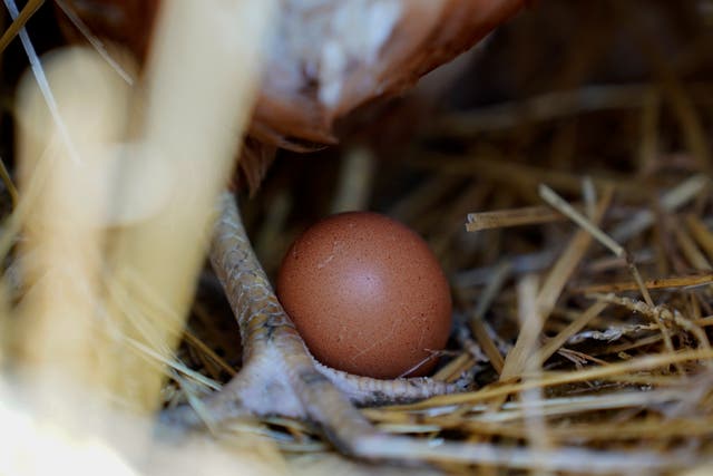 <p>Overall, 92.34 million birds have been killed since the outbreak began in 2022</p>