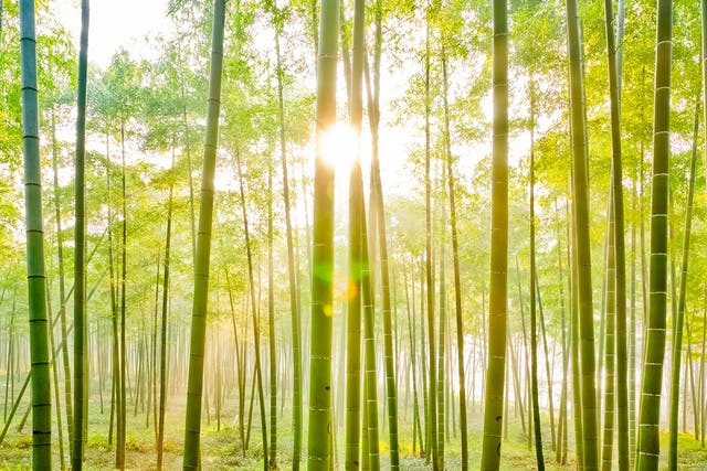 <p>Green washing or green hushing? In 2024, the landscape of corporate sustainability is a complex one</p>