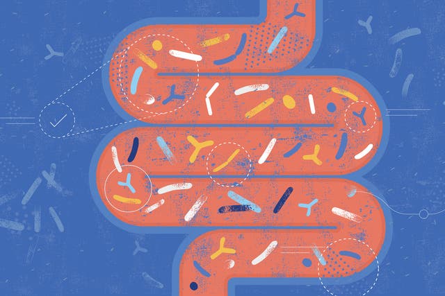 <p>Gut reaction: keeping this vital organ running nicely is all the rage </p>