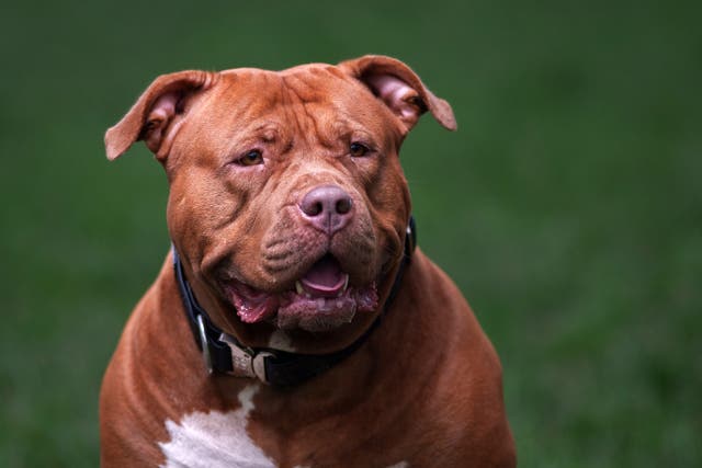 <p>Police have seized the suspected XL Bully (not pictured) after the incident in Brazil Street in Hull </p>