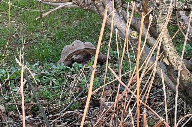<p>The Aldabra giant tortoises – classed as vulnerable by conservation groups – were found in Ashclyst Forest near Exeter </p>